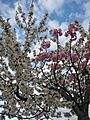 Grafted blossoming tree unidentified white pink