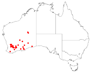 Hakea kippistianaDistMap65.png