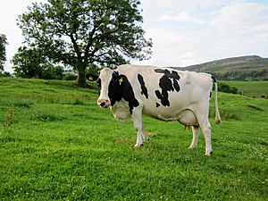 Holstein cow