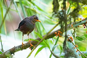 Island Thrush 0A2A2578.jpg