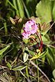 Kalmia microphylla 0602