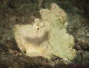 Leaf Scorpionfish (Taenianotus tricanthus)