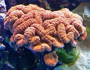 Lobophyllia hemprichii 1.jpg