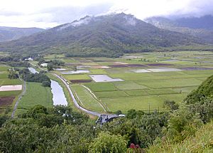 Lower Hanalei Valley