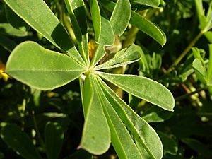 Lupinus succulentus leaf