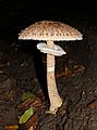 Macrolepiota procera 2013 G1