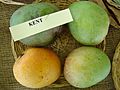 Mango Kent Asit fs8.jpg