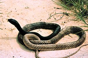 Masticophis flagellum at Weeks Bay National Estuarine Research Reserve