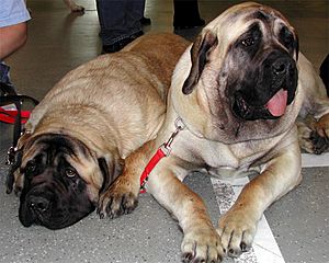 Mastiff1