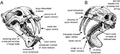 Megantereon and Thylacosmilus skulls compared