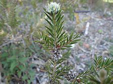 Melaleuca capitata foliage and fruit