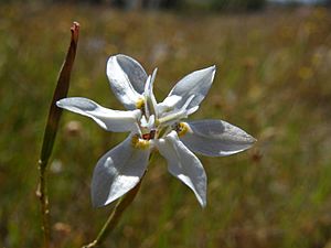 Moraea viscaria (5)