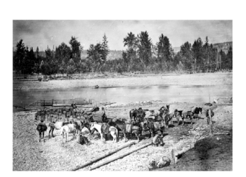 Mule Train at Quesnel River.gif