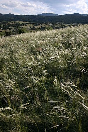 Needleandthreadgrass2.jpg