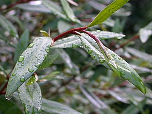 Nematolepis squamea leaf and stem