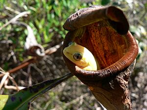 Nepenthes madagascariensis - Nepenthaceae - Katja Rembold (17)-3.JPG