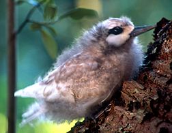 Norfolk Island white turn chick