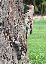 Northern flicker pair