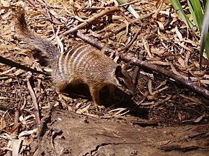 Numbat-Perth-zoo