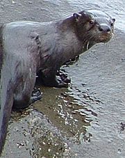 Olympic Nat Park River Otter