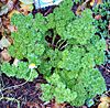 Parsley Curled.jpg