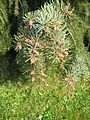 Picea breweriana (flowers)