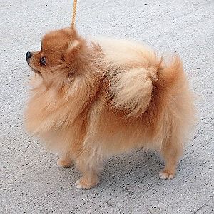 Pomeranian 600