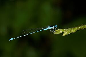 Pseudagrion australasiae-Kadavoor-2016-07-11-002.jpg