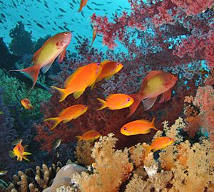 Pseudanthias