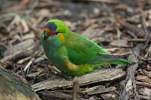 Purple crowned lorikeet (4989713000).jpg