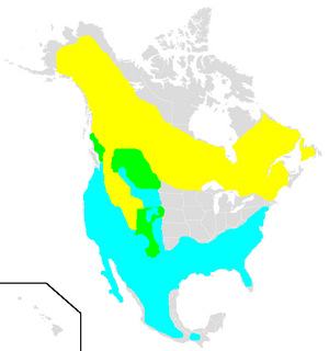 Regulus calendula range.png