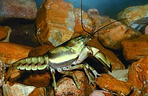 Ringed crayfish - MDC gov.jpg