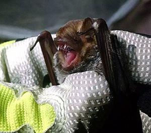 The image depicts a Seminole bat in the hands of a researcher