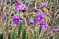 Solanum at Mount Cabrebald