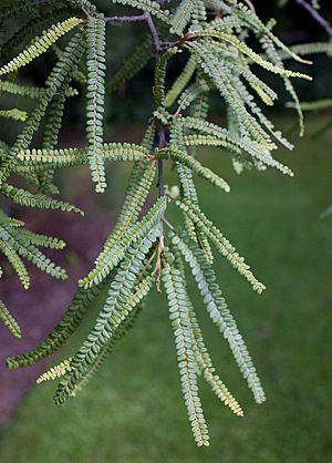 Sophora fulvida leaves.jpg