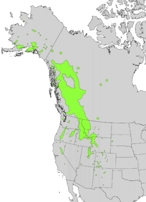 Sorbus scopulina range map.png