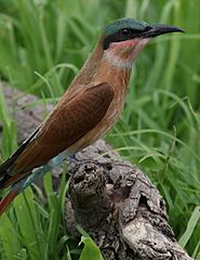 Southern carmine bee-eater, Merops nubicoides, Savuti marsh, Chobe National Park, Botswana (32462176535)