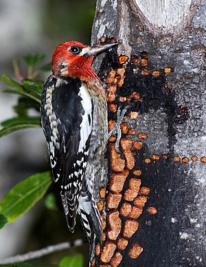 Sphyrapicus ruber 2.jpg