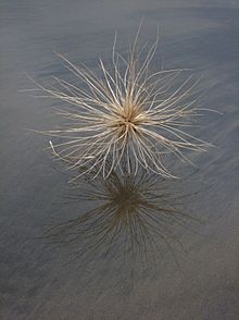 Spinifex sericeus seed head