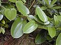 Starr 020808-0053 Smilax melastomifolia