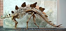 Stegosaurus Senckenberg