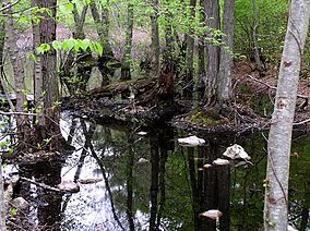 Stony Brook Reservation.jpg