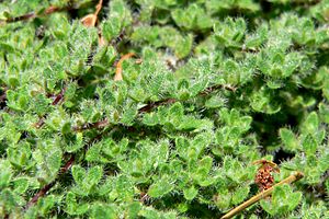 Thymus pseudolanuginosus 1.jpg