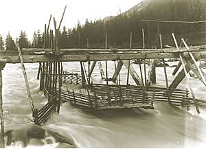 Tlingit fish trap 1894