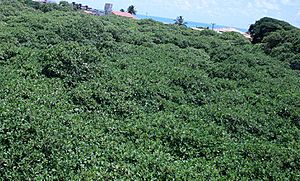 Vista do mirante do cajueiro de Pirangi