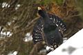 Western Capercaillie Spain