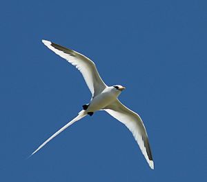 White-tailed tropicbird