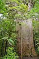 Yakas kauri tree trunk 2