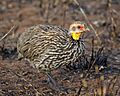 Yellow-necked Spurfowl (Francolinus leucoscepus)