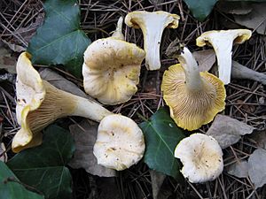 2010-06-18 Cantharellus pallens 92488